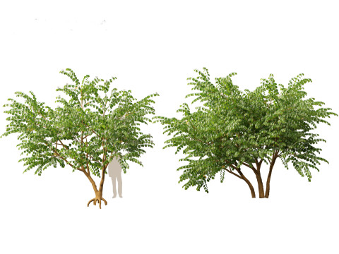 HighPolyLowPoly Bauhinia acuminata - Dwarf White Orchid Tree 3D Model