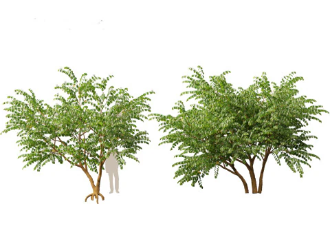 HighPolyLowPoly Bauhinia acuminata - Dwarf White Orchid Tree 3D Model
