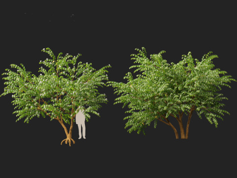 HighPolyLowPoly Bauhinia acuminata - Dwarf White Orchid Tree 3D Model