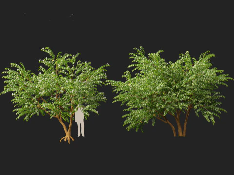 HighPolyLowPoly Bauhinia acuminata - Dwarf White Orchid Tree 3D Model