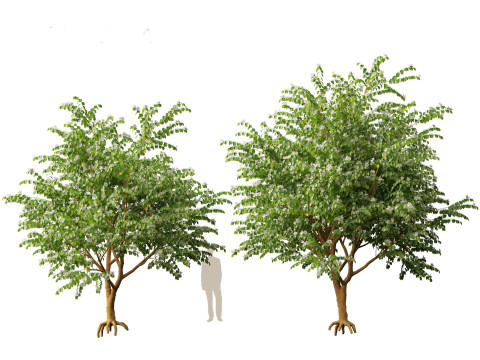 HighPolyLowPoly Bauhinia acuminata - Dwarf White Orchid Tree 3D Model