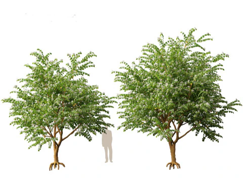 HighPolyLowPoly Bauhinia acuminata - Dwarf White Orchid Tree 3D Model