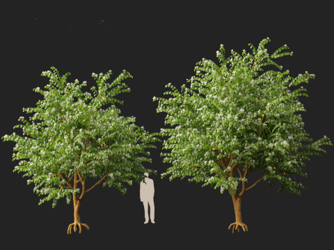 HighPolyLowPoly Bauhinia acuminata - Dwarf White Orchid Tree 3D Model