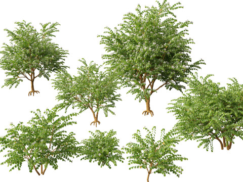 HighPolyLowPoly Bauhinia acuminata - Dwarf White Orchid Tree 3D Model