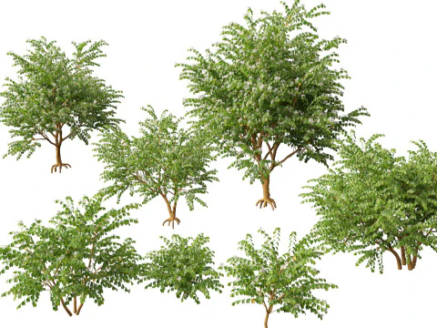 HighPolyLowPoly Bauhinia acuminata - Dwarf White Orchid Tree 3D Model
