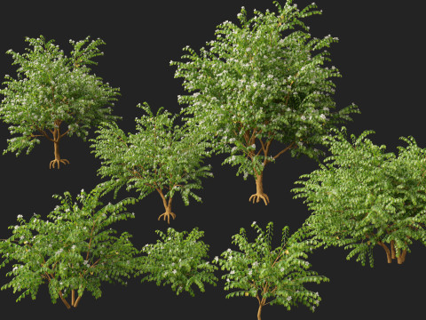 HighPolyLowPoly Bauhinia acuminata - Dwarf White Orchid Tree 3D Model
