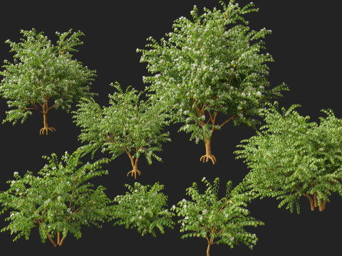 HighPolyLowPoly Bauhinia acuminata - Dwarf White Orchid Tree 3D Model
