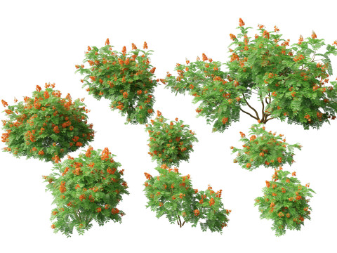 HighpolyLowpoly Caesalpinia Pulcherrima Peacock Flower 3D Model