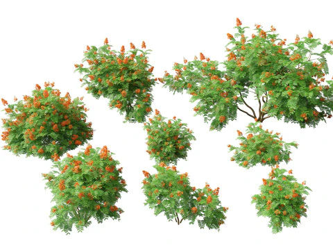 HighpolyLowpoly Caesalpinia Pulcherrima Fiore di pavone Modello 3D
