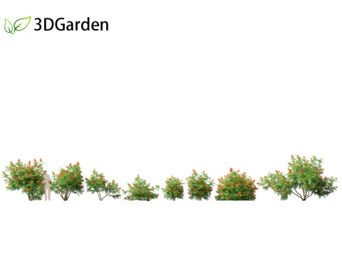 HighpolyLowpoly Caesalpinia Pulcherrima Peacock Flower 3Dモデル