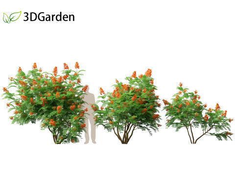 HighpolyLowpoly Caesalpinia Pulcherrima Peacock Flower 3Dモデル