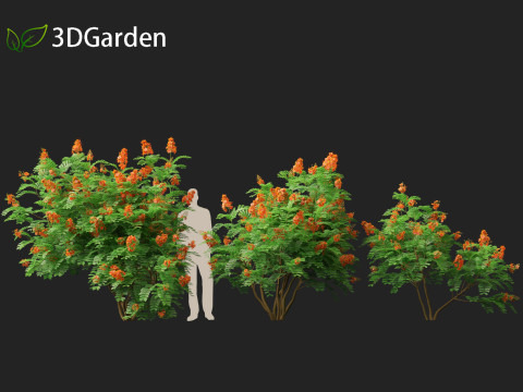 HighpolyLowpoly Caesalpinia Pulcherrima Peacock Flower 3Dモデル