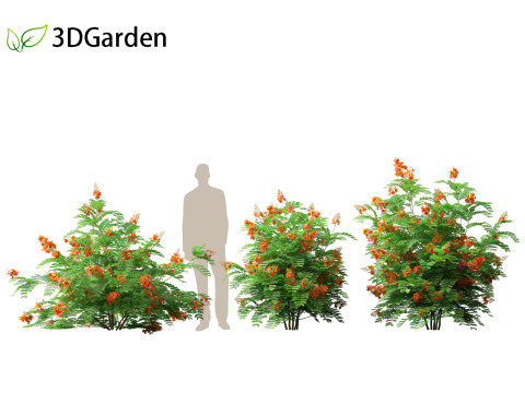 HighpolyLowpoly Caesalpinia Pulcherrima Peacock Flower 3Dモデル