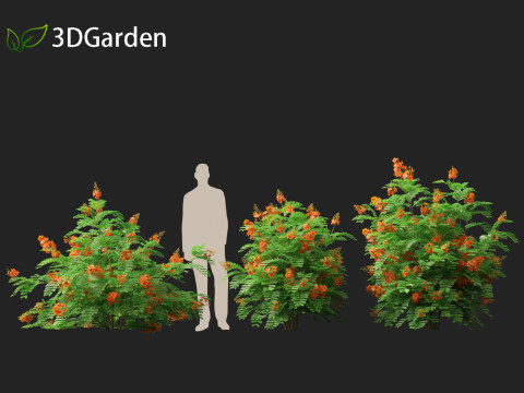 HighpolyLowpoly Caesalpinia Pulcherrima Peacock Flower 3Dモデル
