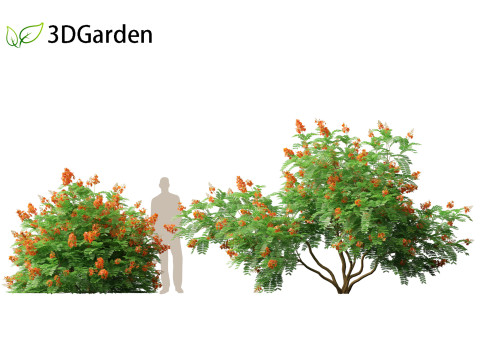 HighpolyLowpoly Caesalpinia Pulcherrima Peacock Flower 3Dモデル