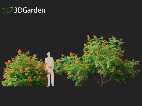 HighpolyLowpoly Caesalpinia Pulcherrima Peacock Flower 3Dモデル