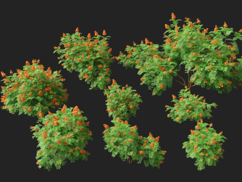 HighpolyLowpoly Caesalpinia Pulcherrima Peacock Flower 3Dモデル