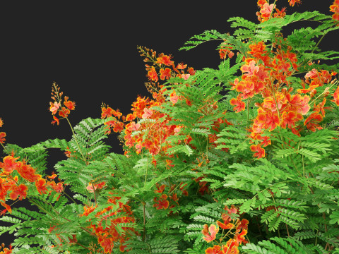 HighpolyLowpoly Caesalpinia Pulcherrima Peacock Flower 3Dモデル