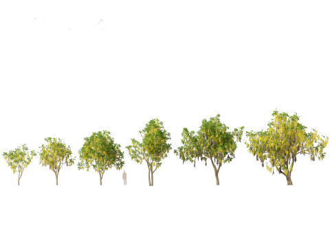 HighpolyLow Poly Cassia Fistula - Golden Shower Tree 3D Model