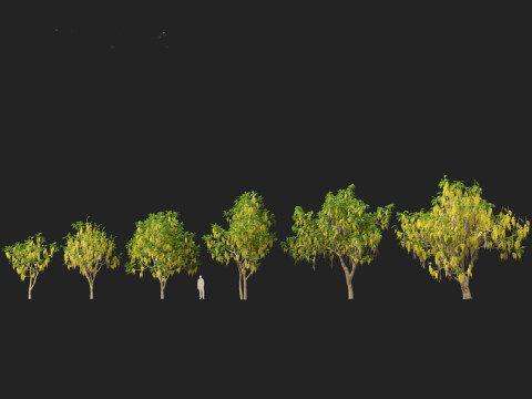 HighpolyLow Poly Cassia Fistula - Golden Shower Tree Modello 3D