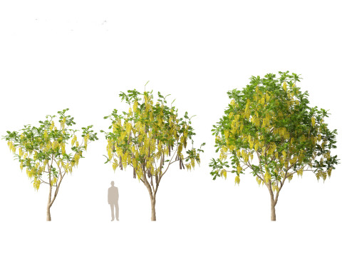 HighpolyLow Poly Cassia Fistula - Golden Shower Tree Modello 3D