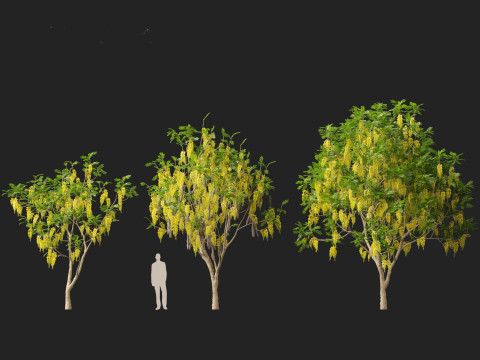 HighpolyLow Poly Cassia Fistula - Golden Shower Tree Modello 3D