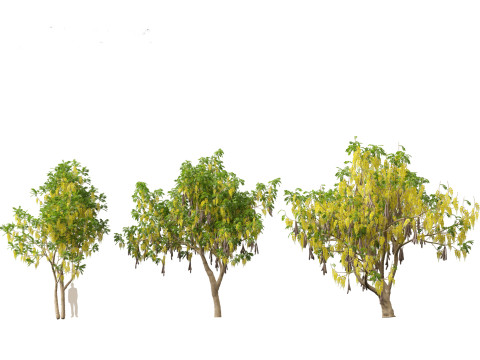 HighpolyLow Poly Cassia Fistula - Golden Shower Tree Modello 3D