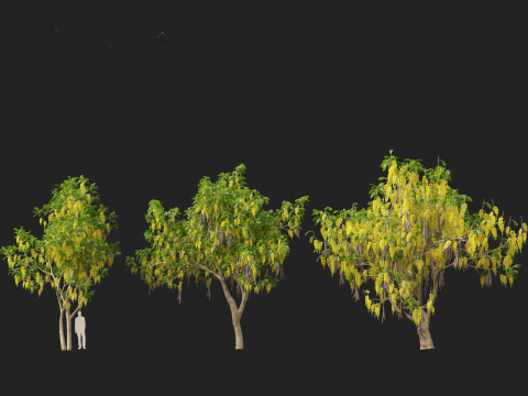 HighpolyLow Poly Cassia Fistula - Golden Shower Tree Modello 3D