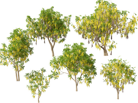 HighpolyLow Poly Cassia Fistula - Golden Shower Tree Modello 3D