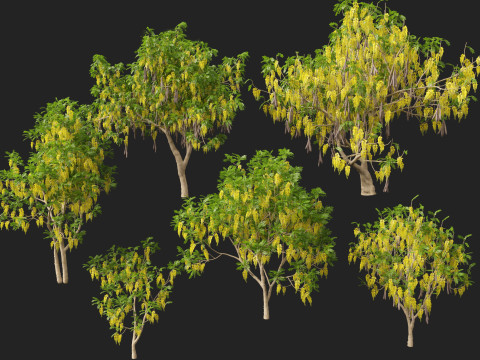 HighpolyLow Poly Cassia Fistula - Golden Shower Tree Modello 3D