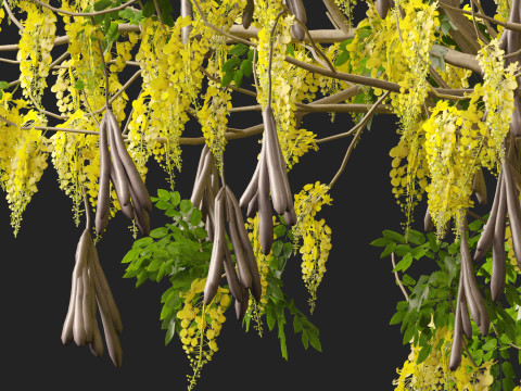 HighpolyLow Poly Cassia Fistula - Golden Shower Tree Modello 3D