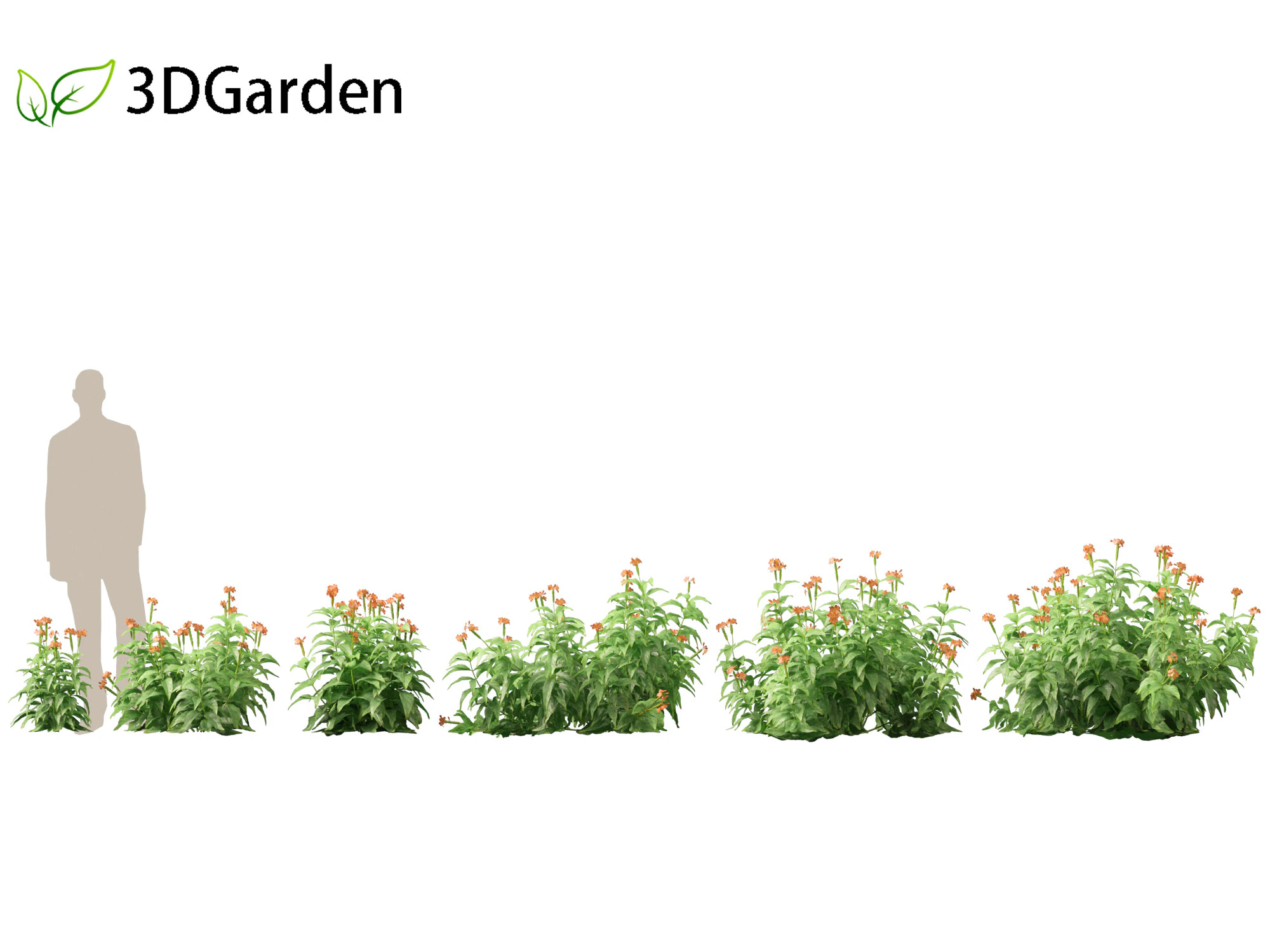 HighPolyLowPoly Crossandra infundibuliformis - Firecracker Flower 3D Model .c4d .max .obj .3ds .fbx .stl .blend
