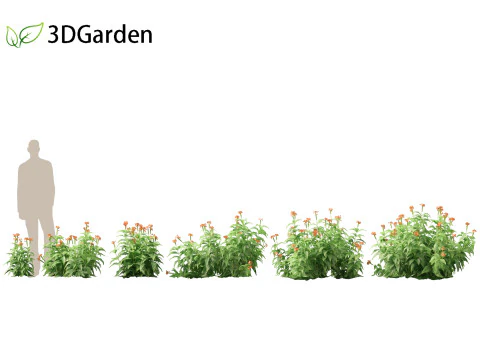 HighPolyLowPoly Crossandra infundibuliformis - Firecracker Flower 3D Model