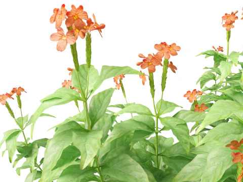 HighPolyLowPoly Crossandra infundibuliformis - Firecracker Flower 3D Model