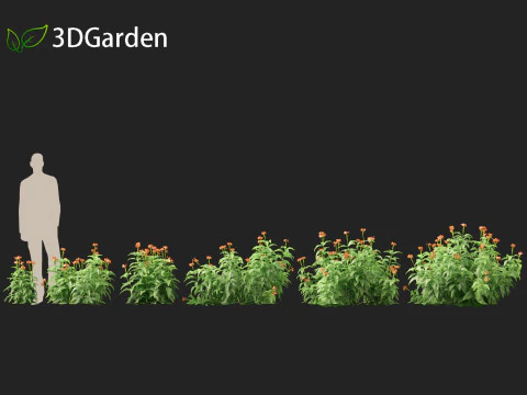 HighPolyLowPoly Crossandra infundibuliformis - Firecracker Flower 3D Model
