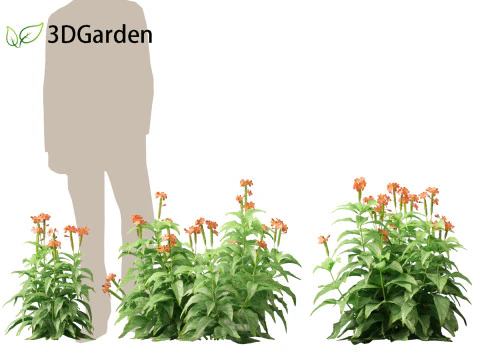 HighPolyLowPoly Crossandra infundibuliformis - Firecracker Flower 3D Model