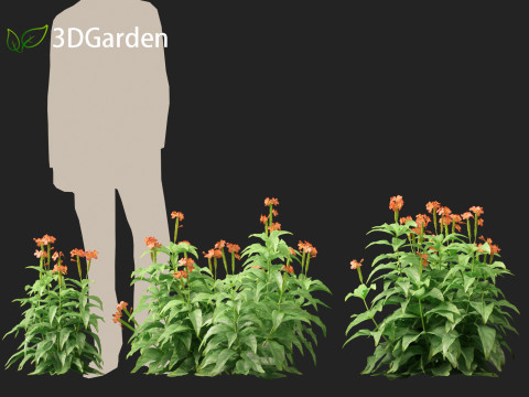 HighPolyLowPoly Crossandra infundibuliformis - Firecracker Flower 3Dモデル