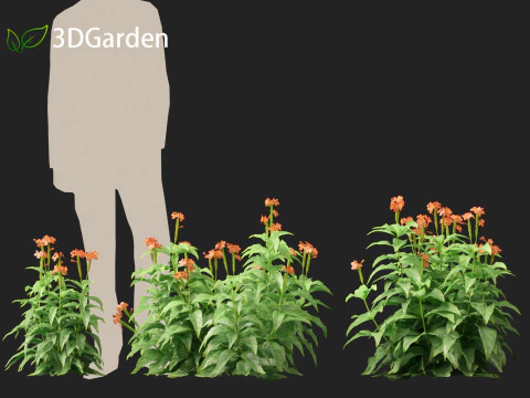 HighPolyLowPoly Crossandra infundibuliformis - Firecracker Flower 3D Model
