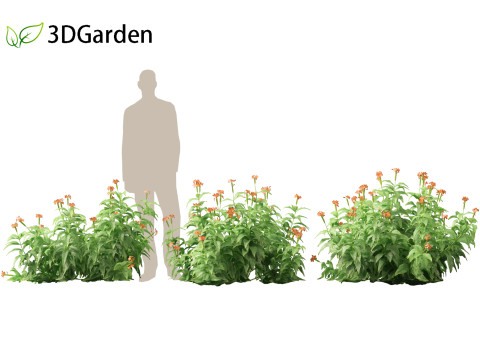 HighPolyLowPoly Crossandra infundibuliformis - Firecracker Flower 3Dモデル