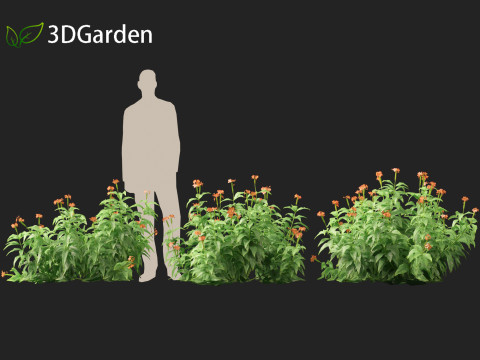 HighPolyLowPoly Crossandra infundibuliformis - Firecracker Flower 3Dモデル