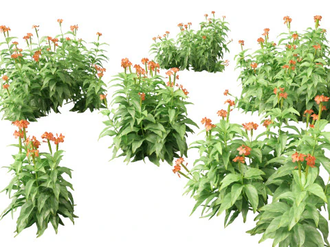 HighPolyLowPoly Crossandra infundibuliformis - Firecracker Flower 3D Model