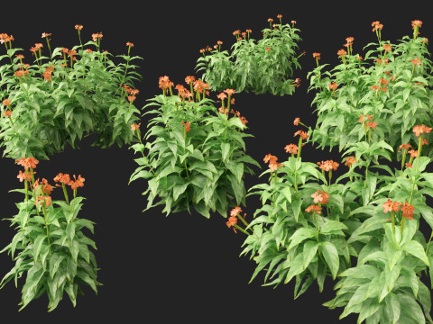 HighPolyLowPoly Crossandra infundibuliformis - Firecracker Flower 3Dモデル