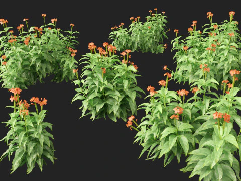 HighPolyLowPoly Crossandra infundibuliformis - Firecracker Flower 3D Model