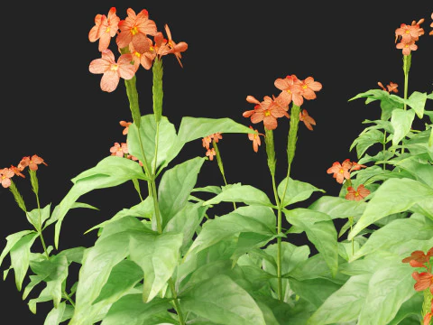 HighPolyLowPoly Crossandra infundibuliformis - Firecracker Flower 3D Model