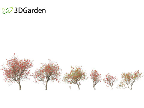 HighPolyLowPoly Erythrina variegata - Indian Variegated Coral Tree 3D Model