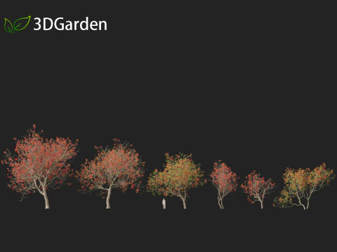 HighPolyLowPoly Erythrina variegata - &Aacute;rvore de coral variegada indiana Modelo 3D