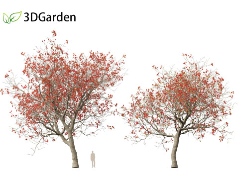 HighPolyLowPoly Erythrina variegata - Indian Variegated Coral Tree 3Dモデル