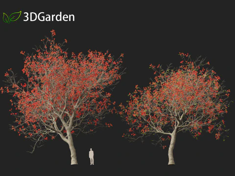 HighPolyLowPoly Erythrina variegata - &Aacute;rvore de coral variegada indiana Modelo 3D