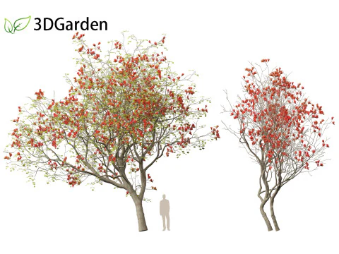 HighPolyLowPoly Erythrina variegata - &Aacute;rvore de coral variegada indiana Modelo 3D