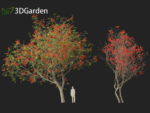 HighPolyLowPoly Erythrina variegata - &Aacute;rvore de coral variegada indiana Modelo 3D